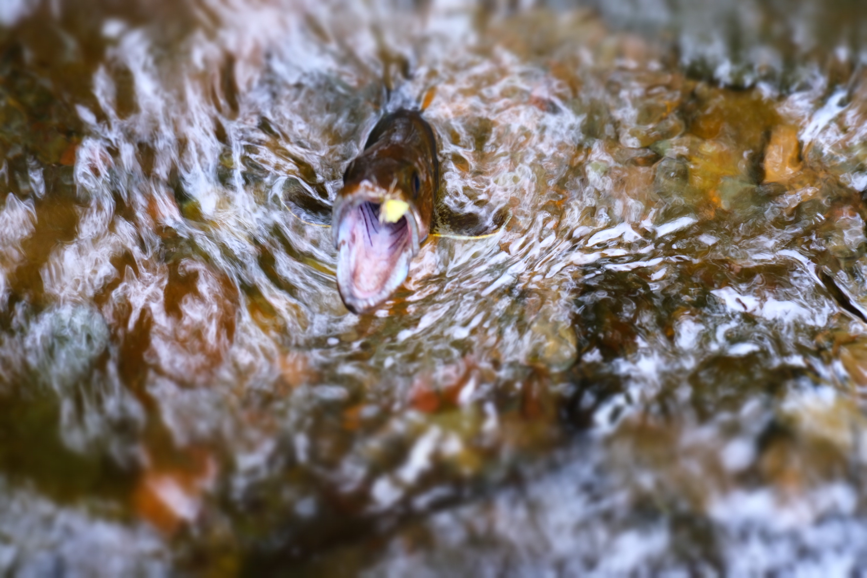 6E57D9FD-5141-4E63-BCE0-E7EDE9F72F2A-1541-0000006E943A9844