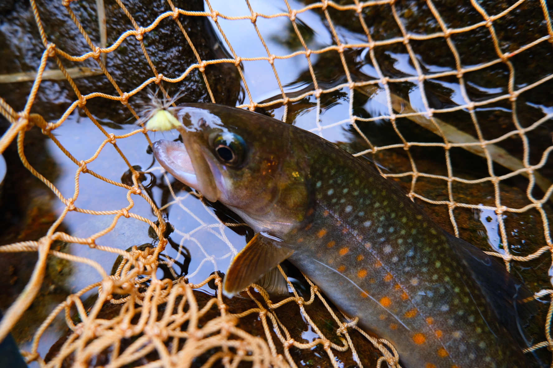 FCB842AE-07C5-4E55-B76E-00B0A8BB4A02-1541-0000006D9FAD2000