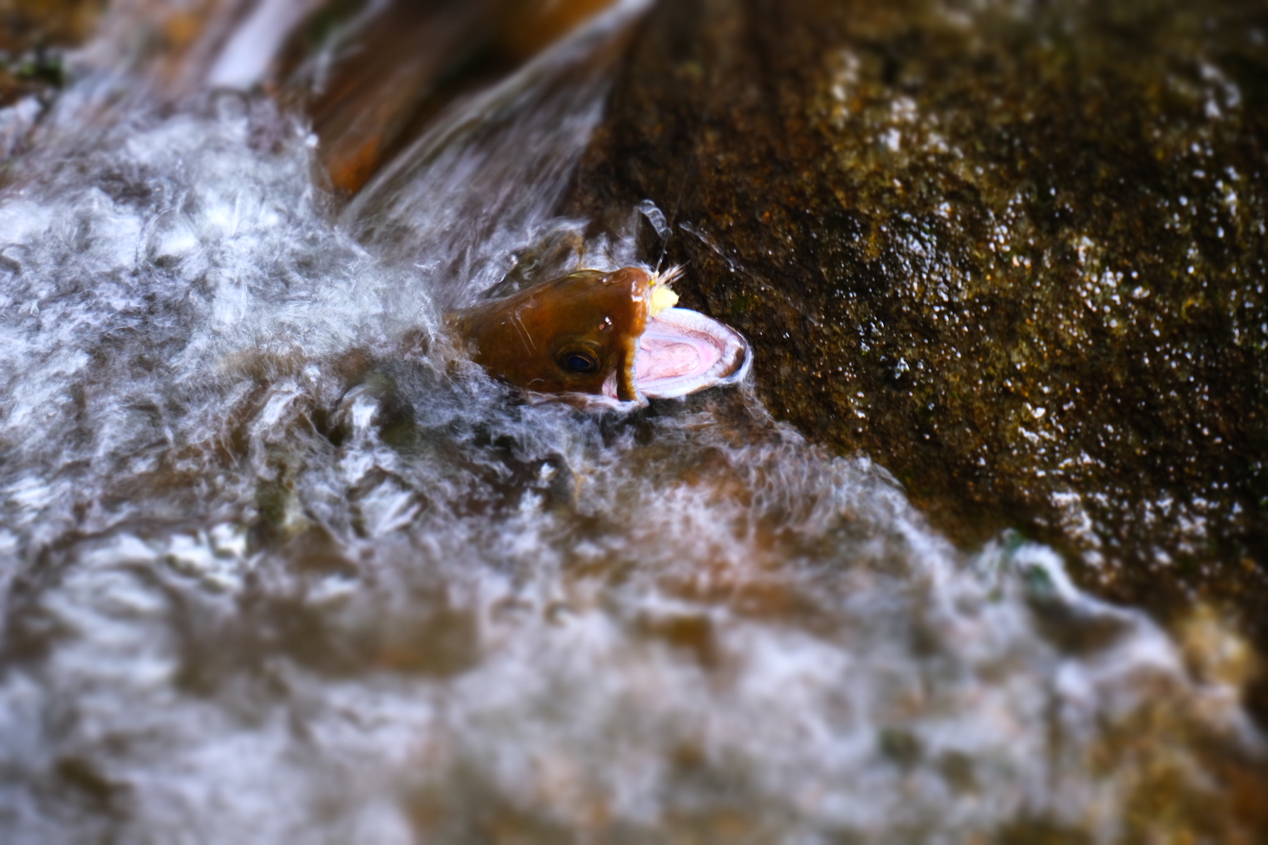 FD735E7A-8965-4966-A27E-03F969E94289-1541-0000006E024F0B33